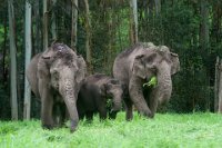 161 - ELEPHANT HERD - VISWANATHAN ASHOK - india <div